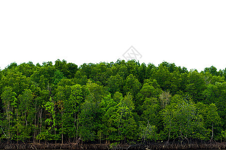 白色背景 Banner 孤立树图片