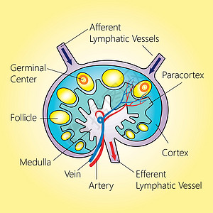 淋巴结结构图片