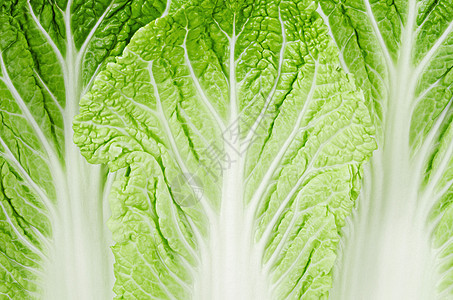 特写纹理新鲜的大白菜绿色农场蔬菜树叶叶子营养食物芸苔沙拉生长图片