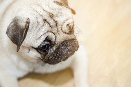 床上的肥狗可爱小狗哺乳动物动物犬类跑步娃娃房间伙伴太阳哈巴狗图片