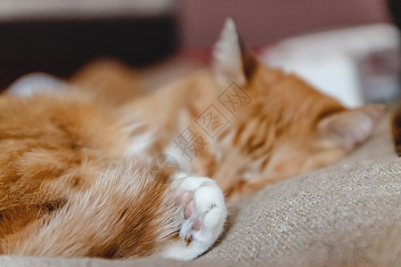 美丽的红猫睡着 近身特写 概念 健康舒适毯子猫科动物小憩宠物毛皮猫咪小猫睡眠哺乳动物短发图片