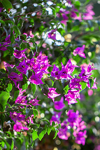 开花的紫色九重葛绿叶树在背景中的九重葛像木本藤蔓一样生长图片