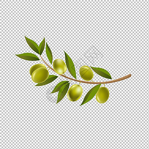 分支橄榄叶隔离透明背景图片