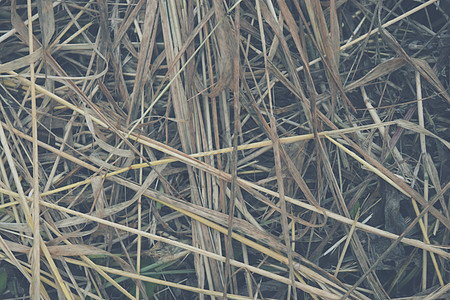 干草背景干草壁纸干草背景宏谷物草地稻草季节小麦收获食物场地农业收成图片