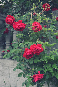 明亮的阳光 栅栏照亮的红色或猩红色玫瑰花丛 开花时间 天然花卉围栏 园艺 植物衬套植物群灌木花园玫瑰公园荒野叶子脆弱性植物学图片