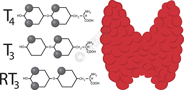 甲状腺功能方案 甲状腺激素的结构化学公式机能保健疾病卫生器官甲亢脖子身体下丘脑女性图片