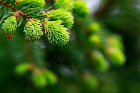 新鲜的针头春季生长的泉水 美丽的绿色天然背景 笑声叶子针叶树森林植物群生态照片针叶增量枝条图片