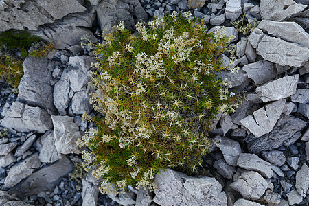 岩石路上的绿灌木生长单人阳光火山百里香蓝色石头植物生活植被图片