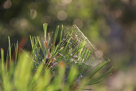 绿色草地中的宏cobweb图片