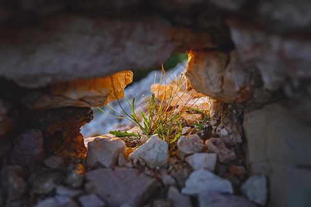 岩墙洞中明亮而多彩的小花丛 高对比版的岩石墙壁图片