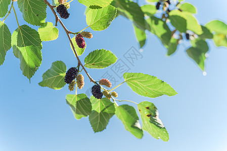 美国得克萨斯州准备收割 蓝天下新鲜成熟的黄莓水果森林树叶水果采摘季节甜点天空荒野果园收成图片