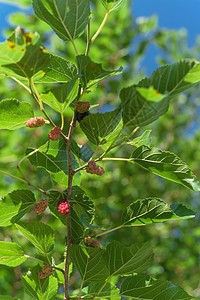 美国得克萨斯州准备收割的树上分支机构农场植物水果甜点团体采摘果园花园叶子图片