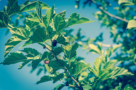 美国得克萨斯州准备收割的树上熟熟熟的滤镜图像浆果甜点农场团体叶子收成植物果园水果分支机构图片