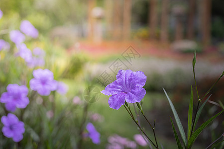 五颜六色的花的背景图片花瓣花束粉色季节宏观植物植物群紫色生长背景图片