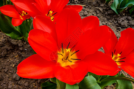 自然颜色红色郁金香宏观照片 背景盛开的郁金香花与开放的花蕾花园植物花瓣季节横幅叶子植物群壁纸公园太阳图片