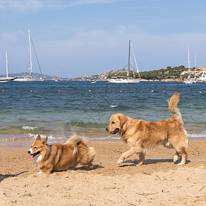 一群狗在靠近帕劳 意大利撒丁岛附近的狗友好海滩玩耍假期宠物玩具娱乐案件喧嚣朋友们团体港口帆船背景图片