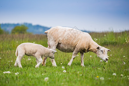 Texel ewe 新生羊羔 在春天的青草原上图片