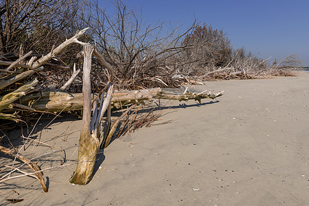 Drifttwood海滩海湾阴影湿地海平面蓝色海洋公园假期阳光晴天图片