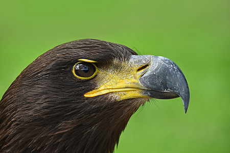 绿色金鹰的近视剖面肖像棕色动物警觉相机荒野笔尖猎物野生动物鸟类捕食者图片