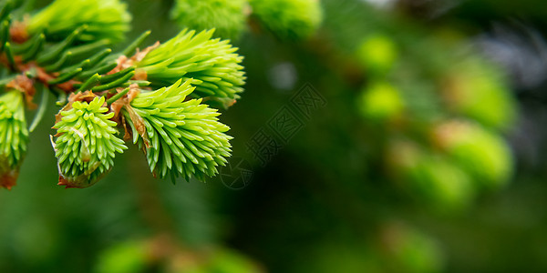 新鲜的针头春季生长的泉水 美丽的绿色天然背景 笑声照片生态针叶叶子枝条针叶树森林增量植物群图片