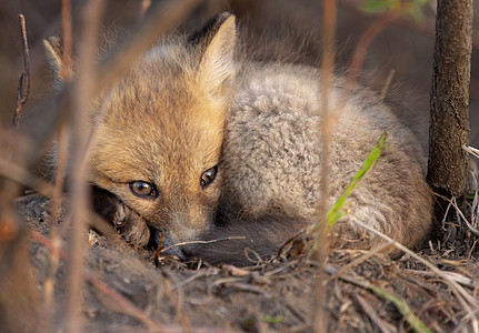 近登狐狸箱婴儿红色小狐狸书房哺乳动物少年小狗动物狐狸野生动物图片