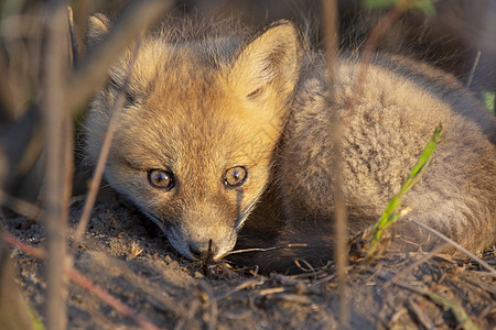 近登狐狸箱小狐狸成套哺乳动物婴儿红色狐狸少年野生动物荒野小狗图片