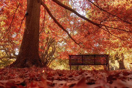 城市公园中的木板凳棕色植物阳光场景黄色绿色叶子长椅风景树叶图片