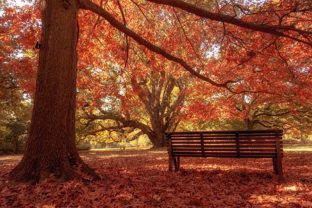 城市公园中的木板凳场景季节红色风景长椅黄色森林叶子阳光公园图片