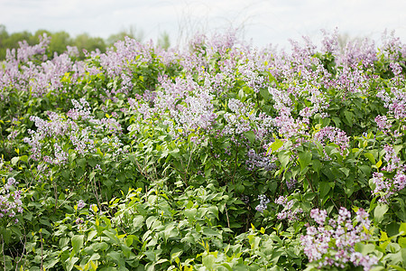 春季盛开的长线虫 紫色和阳光草地叶子花瓣植物群植物学衬套灌木丛花园季节紫丁香图片