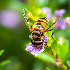 蜜蜂吃花粉野生动物植物季节漏洞花瓣昆虫荒野传粉者翅膀花园图片