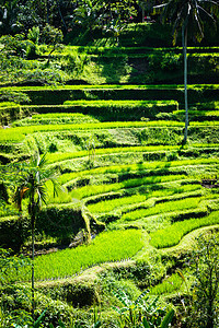 印度尼西亚巴厘的水稻梯田农业梯田风景环境稻田棕榈食物农场文化旅游图片