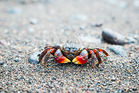 沙滩螃蟹沙滩上的螃蟹黑色海鲜贝类野生动物动物橙子红色热带海洋黄色背景