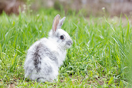 绿色草地上的白毛兔子 复活节兔子 小美人儿农场荒野宝宝太阳生物尾巴耳朵哺乳动物野生动物阳光图片