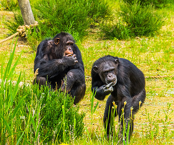 两只西黑猩猩一起吃食物 来自非洲的濒危灵长类动物 濒临绝种图片