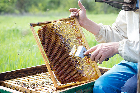 养蜂员清理蜂蜜框 一个男人工作在花蜜昆虫食物框架翅膀动物家庭殖民地爱好盒子图片