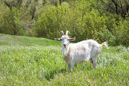 白山羊在绿草地上 步行农业荒野农场农村家畜山羊动物土地喇叭草原毛皮图片