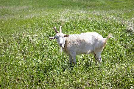 白山羊在绿草地上 步行农业山羊土地角质日落荒野头发动物群农场动物牧场图片