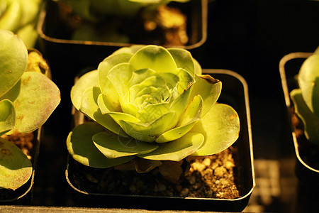 圣诞节仍然有果实桌子蔬菜食物盘子午餐派对白色水果海鲜沙拉背景图片