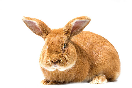 大毛红头发大兔子 孤立在白色背景上生物野兔工作室耳朵宠物脊椎动物野生动物投标动物毛皮图片