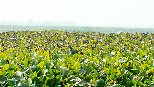 Moorhen 或沼泽母鸡一只大小的红嘴鸟 在湖野收集食物和池塘中流水Hyacinth贼鸥海鸥半岛地方河口热带雨林钓鱼村庄环境自图片