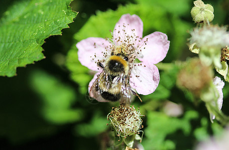 的紧闭区 尾尾尾大黄蜂或大土大小黄蜂 从花朵中收集花蜜动物蜜蜂蜂蜜昆虫野生动物叶子尾巴翅膀花粉季节图片