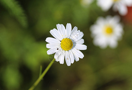 俗称洋甘菊 意大利洋甘菊 德国洋甘菊 匈牙利洋甘菊 kamilla 野生洋甘菊或香草 在夏季开花草地甘菊药品环境杂草季节母菊叶子图片