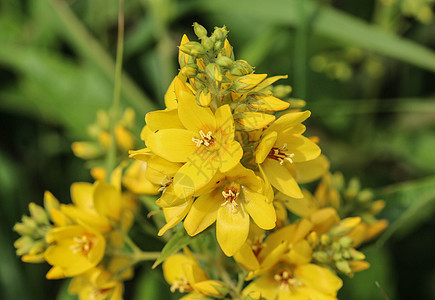 花 花园珍珠菜 黄色珍珠菜或花园黄色珍珠菜 在夏天开花自然园艺草本植物药物荒野草地植物学野花花瓣季节图片