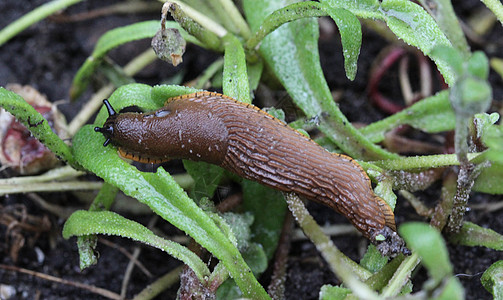 花园里的西班牙鼻涕虫Arion粗俗卷尾爬虫害虫传感器斗争触手环境呼吸荒野叶子图片