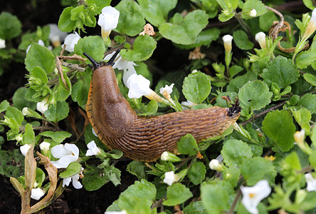 花园里的西班牙鼻涕虫Arion粗俗蜗牛叶子控制植物呼吸环境爬虫荒野卷尾贝类图片