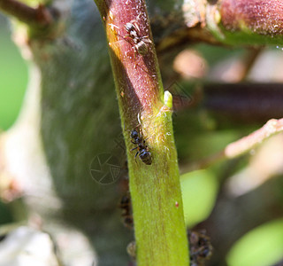 黑花园蚁群 在花园植物中筑巢漏洞天线野生动物工人昆虫动物群花园宏观捕食者蚂蚁图片