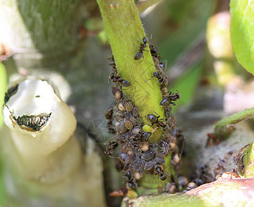 黑花园蚁群 在花园植物中筑巢花园动物群捕食者野生动物团体害虫触角动物漏洞荒野图片