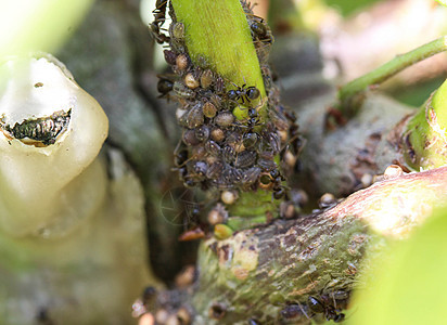 黑花园蚁群 在花园植物中筑巢荒野植物群工人动物控制花园野生动物触角昆虫漏洞图片