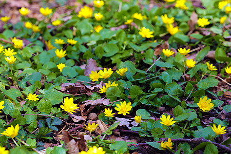 小雪兰色的亮黄色花冠 在漂亮的花束上看起来很好看草地阳光宏观近距离心情花瓣花序草本植物情绪快乐图片