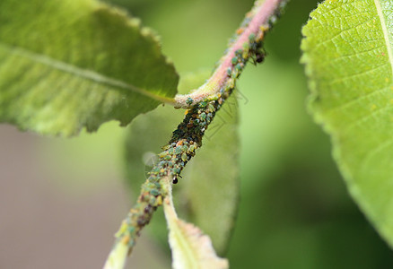 黑花园蚂蚁聚居地 以来自两栖的蜂蜜为饲料 在花园植物中筑巢天线工人木头昆虫眼睛害虫动物群动物捕食者漏洞图片